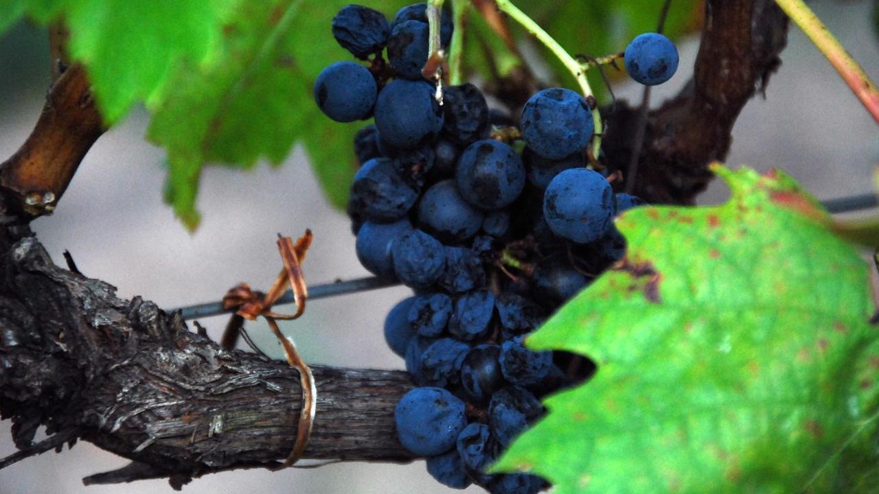 The Vines Motel & Cottages Stanthorpe Εξωτερικό φωτογραφία