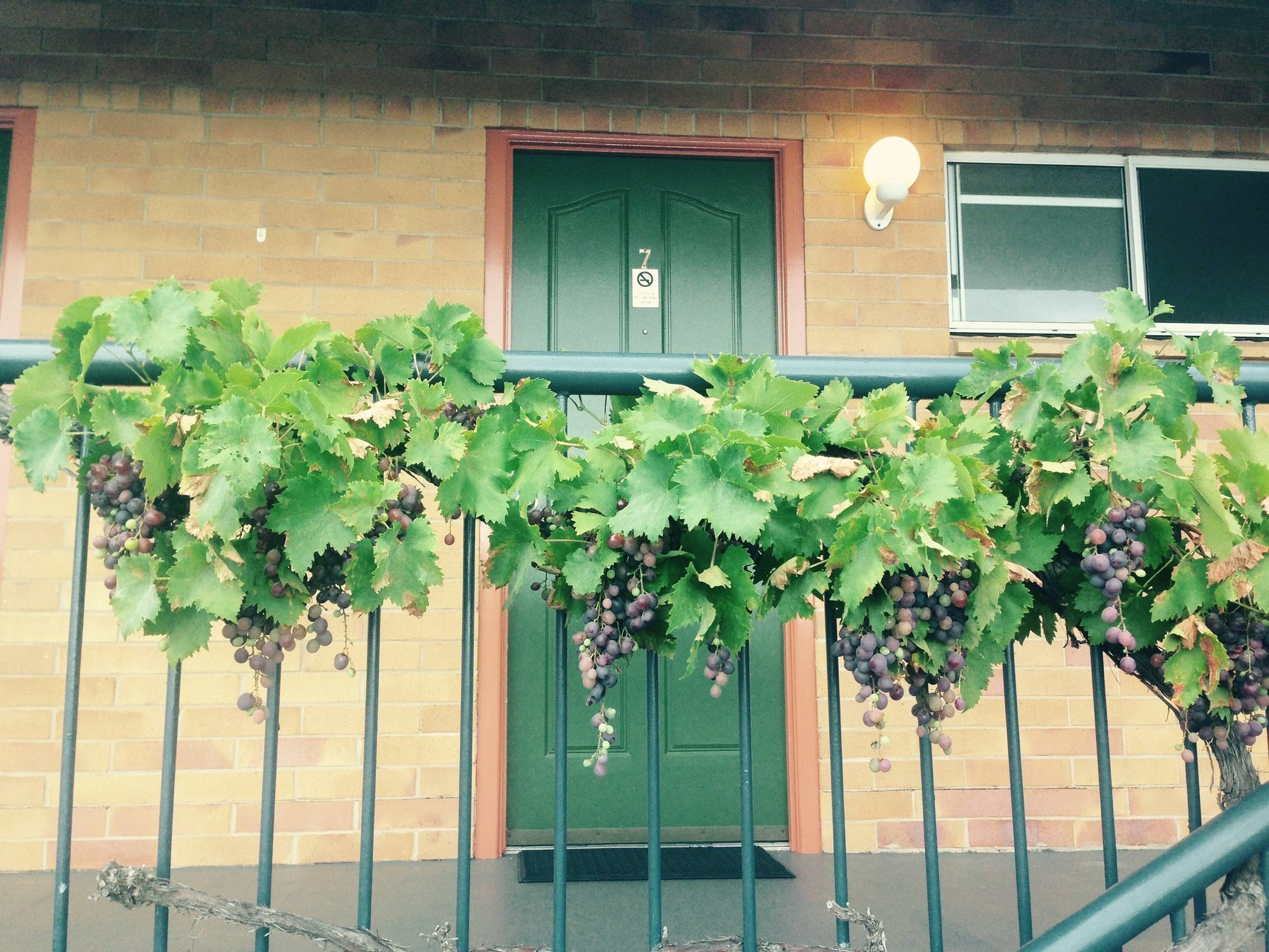 The Vines Motel & Cottages Stanthorpe Εξωτερικό φωτογραφία